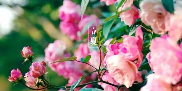 今日<i style='color:red'>立夏</i>丨春藏夏長，愿你生如夏花，熱烈絢爛,一路芬芳！
